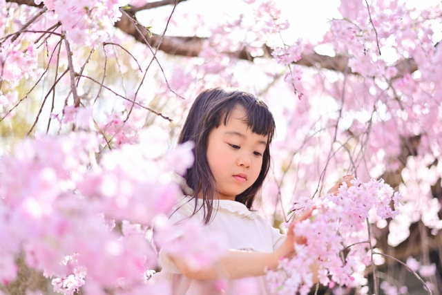 しだれ桜と女の子