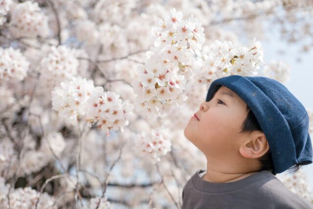 男の子と桜