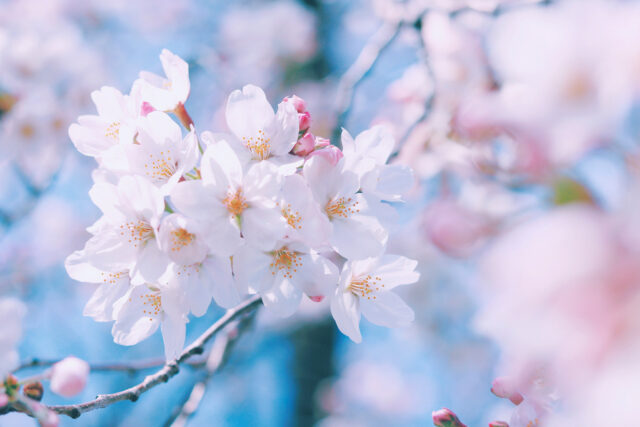 枝桜