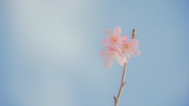 一本の桜