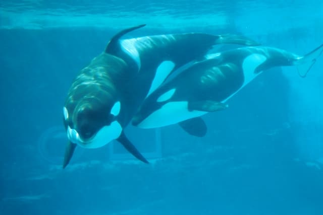 名古屋港水族館のシャチ